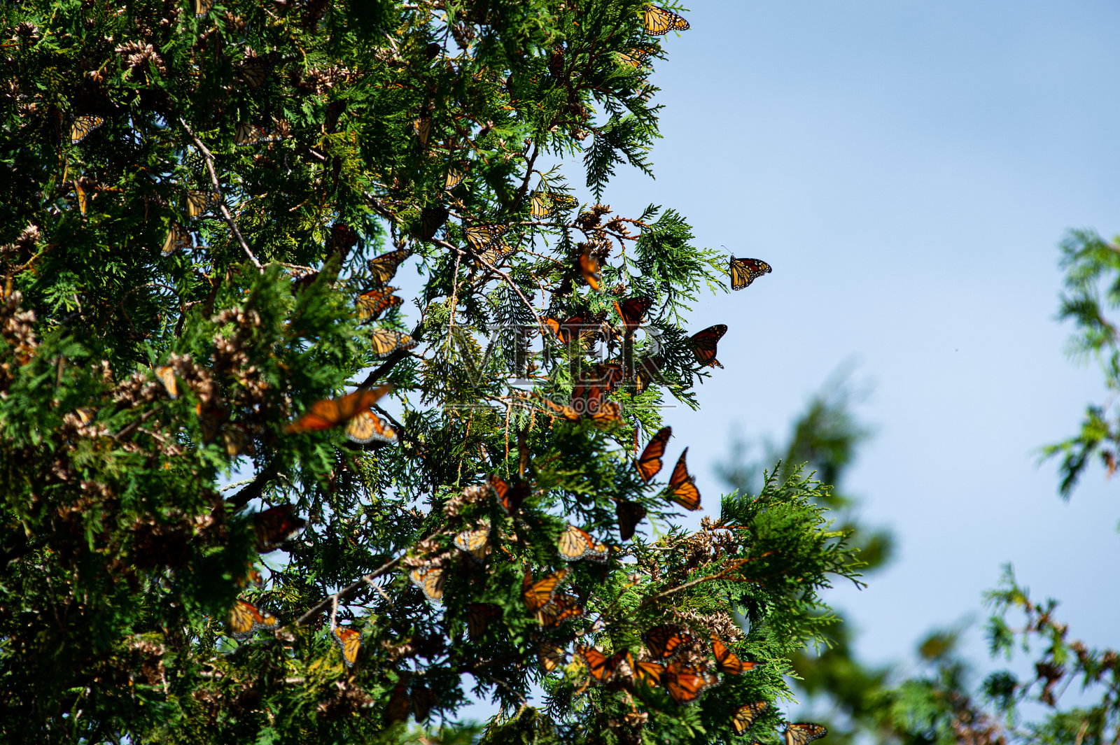 旅行前休息照片摄影图片