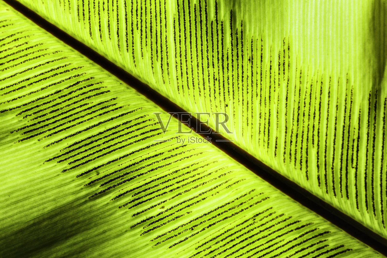 一个背光蕨叶的特写显示孢子照片摄影图片