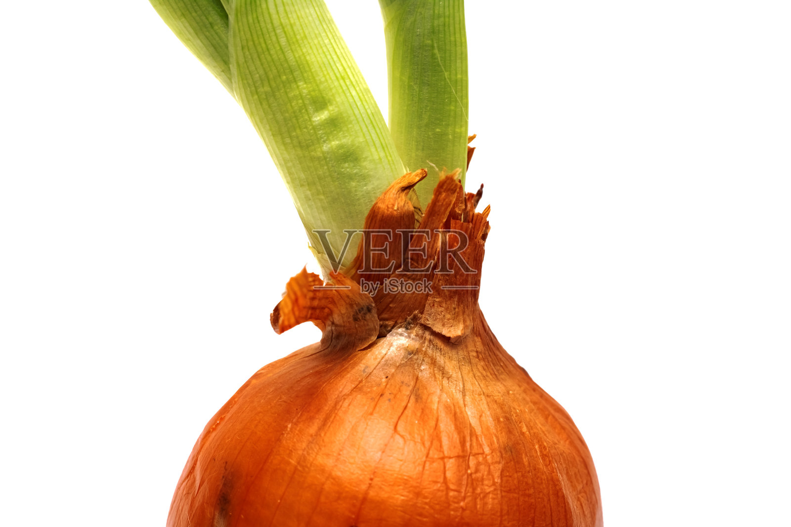 有绿色芽的球茎，孤立在白色背景上照片摄影图片