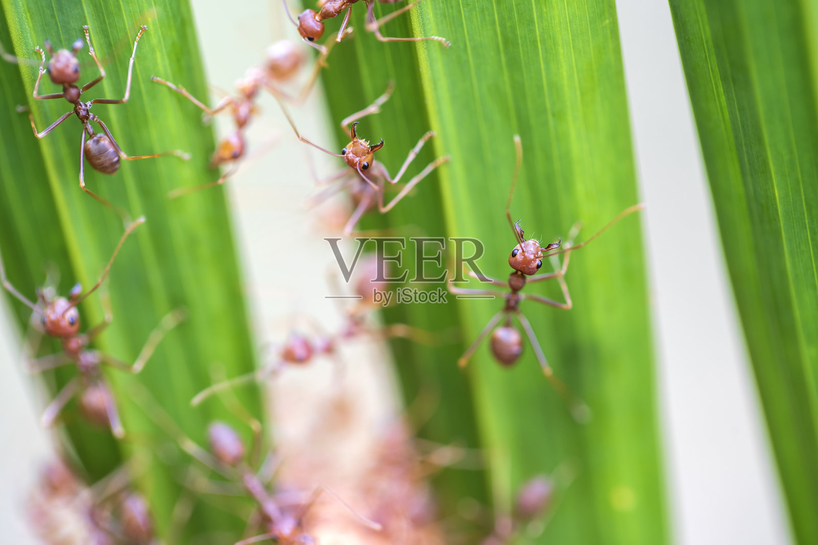 红蚂蚁或火蚂蚁在绿色棕榈叶上，泰国，宏观，特写照片摄影图片