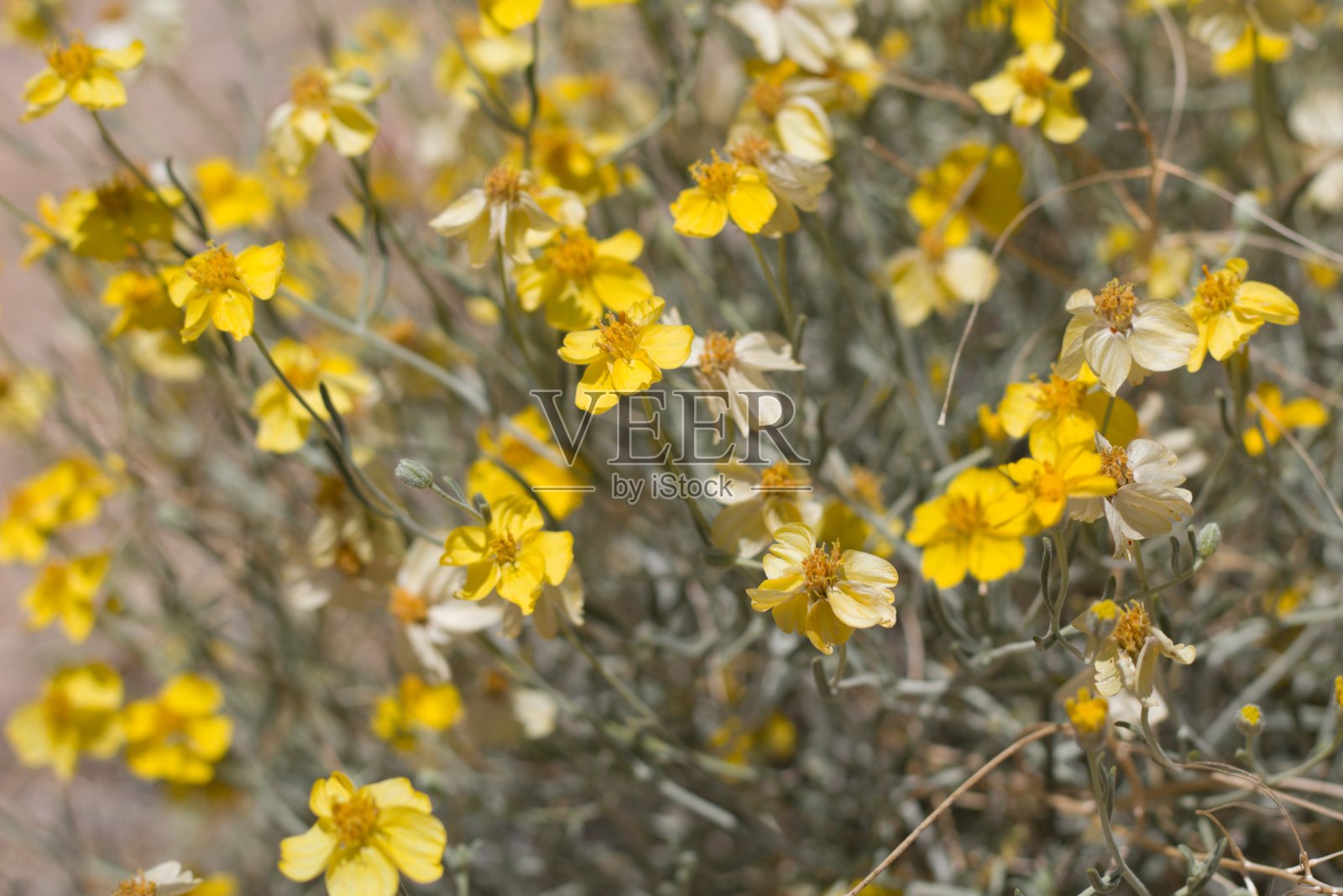 裸腹草开花-约书亚树np - 052420 c照片摄影图片