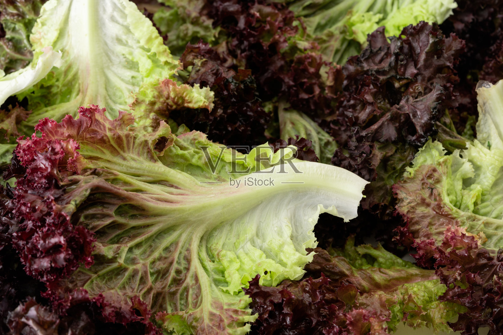 红绿散叶莴苣有机农业蔬菜照片摄影图片