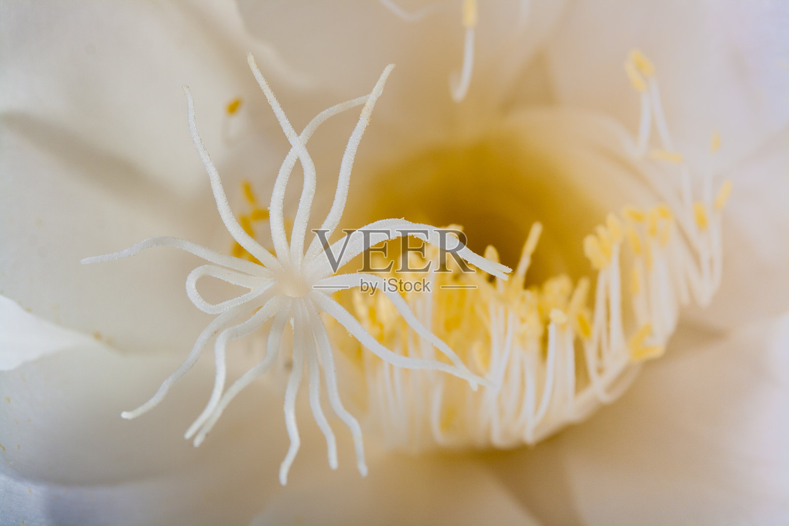 夜晚盛开的昙花照片摄影图片