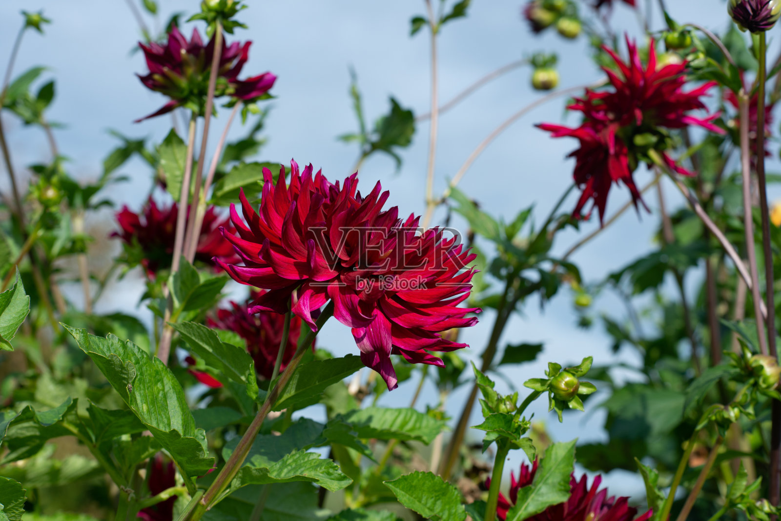 深红的大丽花品种阿拉伯在花园里开花照片摄影图片