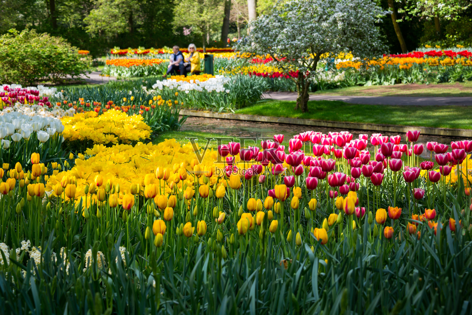 美丽的郁金香在花园里盛开。春暖花开照片摄影图片