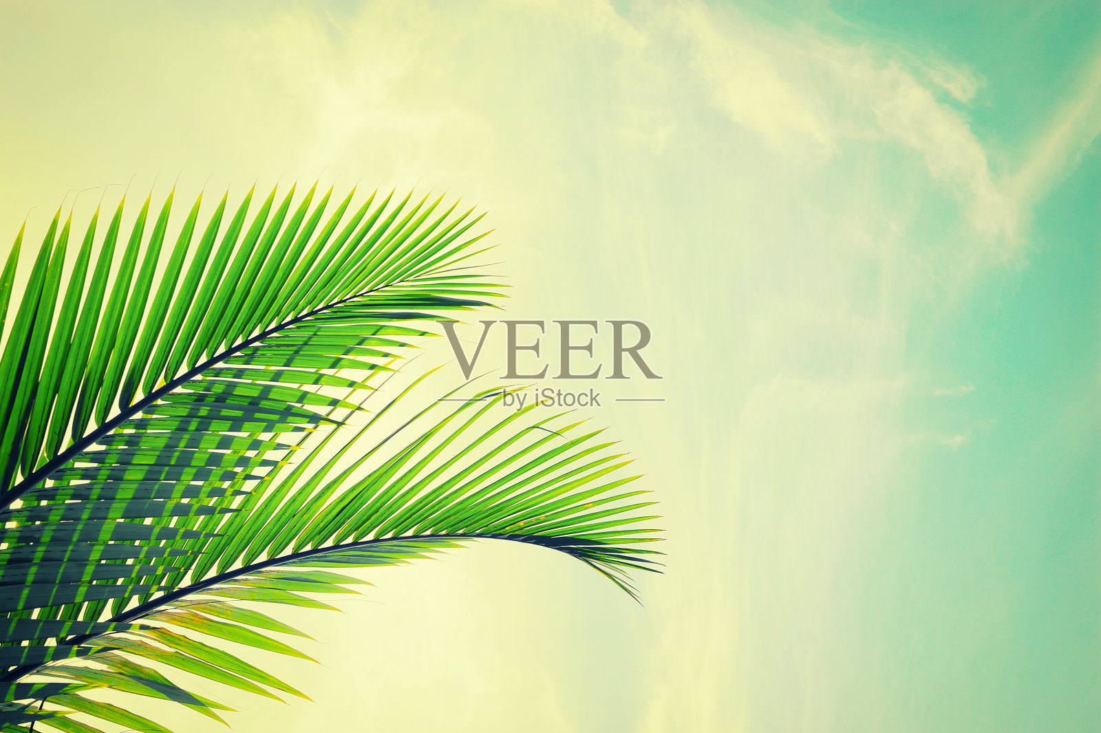 热带棕榈叶照片摄影图片