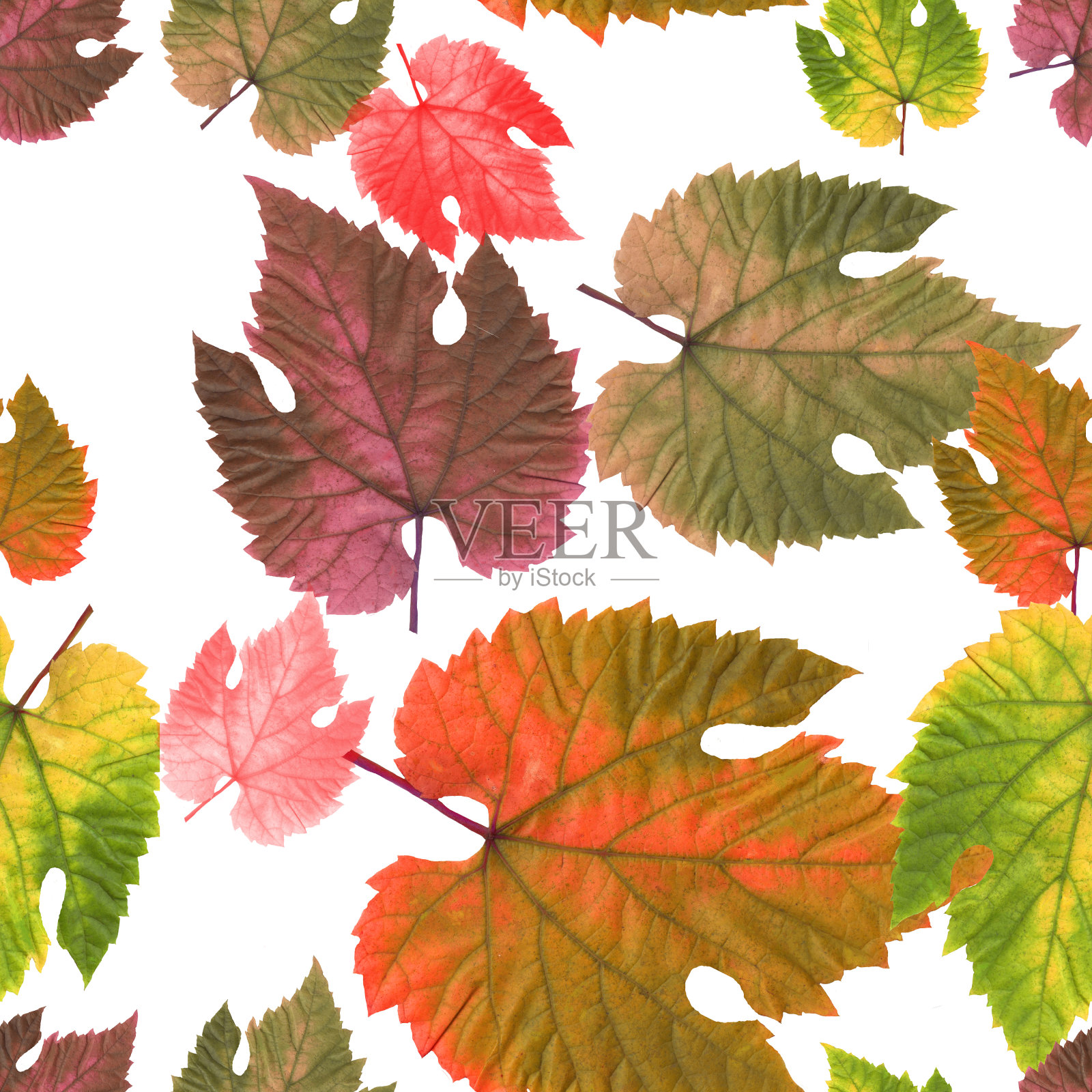 水彩秋叶上葡萄白色无缝图案。插画图片素材