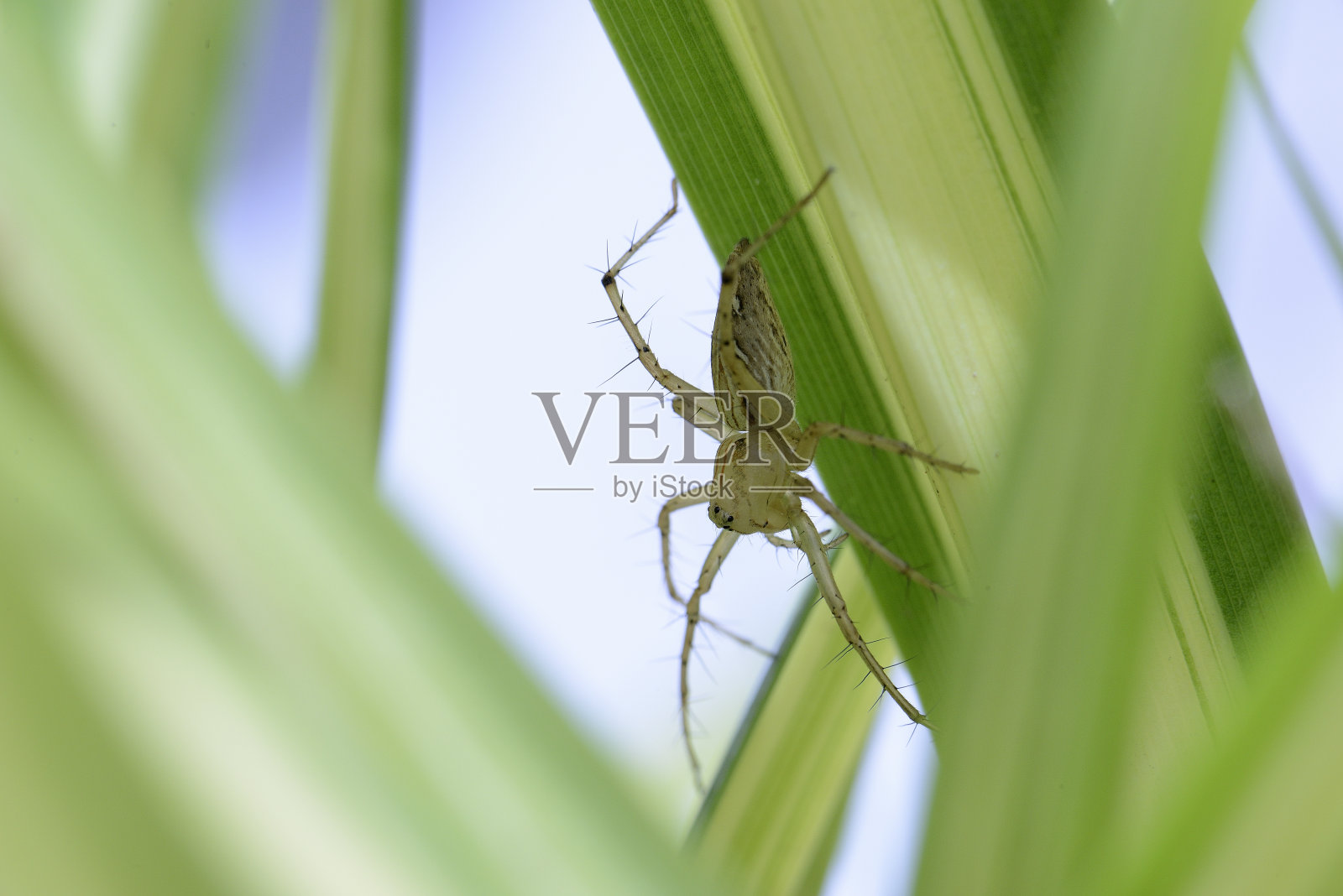 宏中的猞猁蜘蛛照片摄影图片