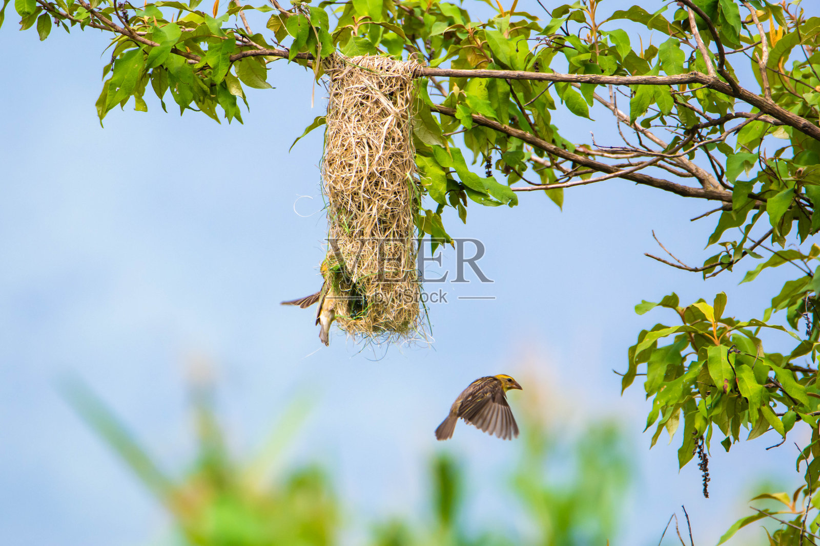 巴雅织布鸟筑巢照片摄影图片
