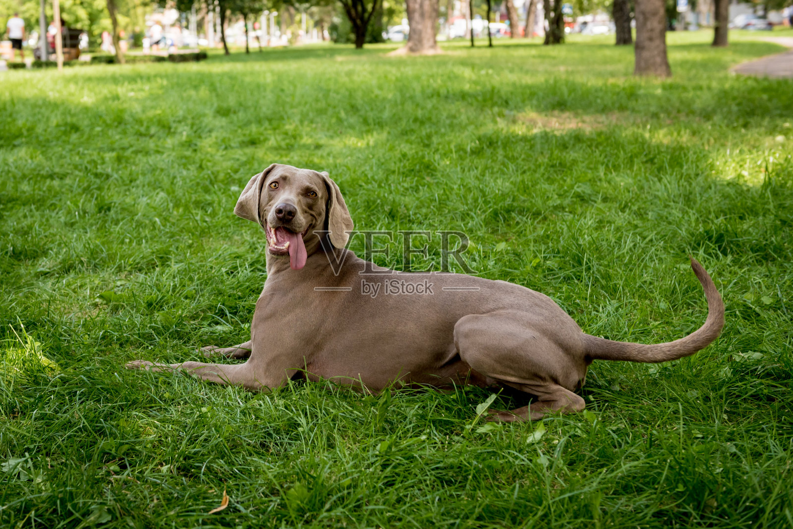 肖像可爱的魏玛拉犬品种在公园。照片摄影图片