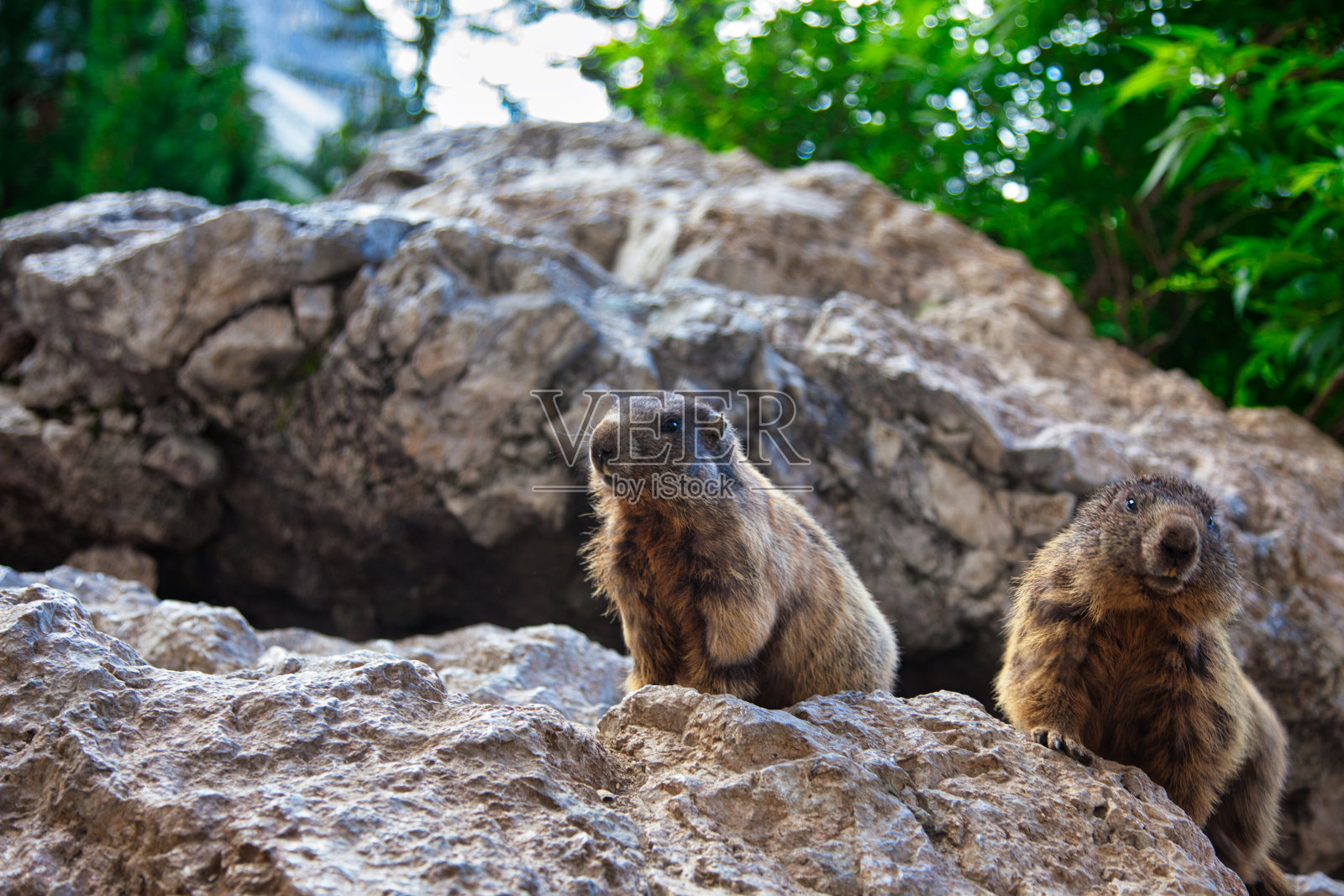 白云岩中的土拨鼠照片摄影图片