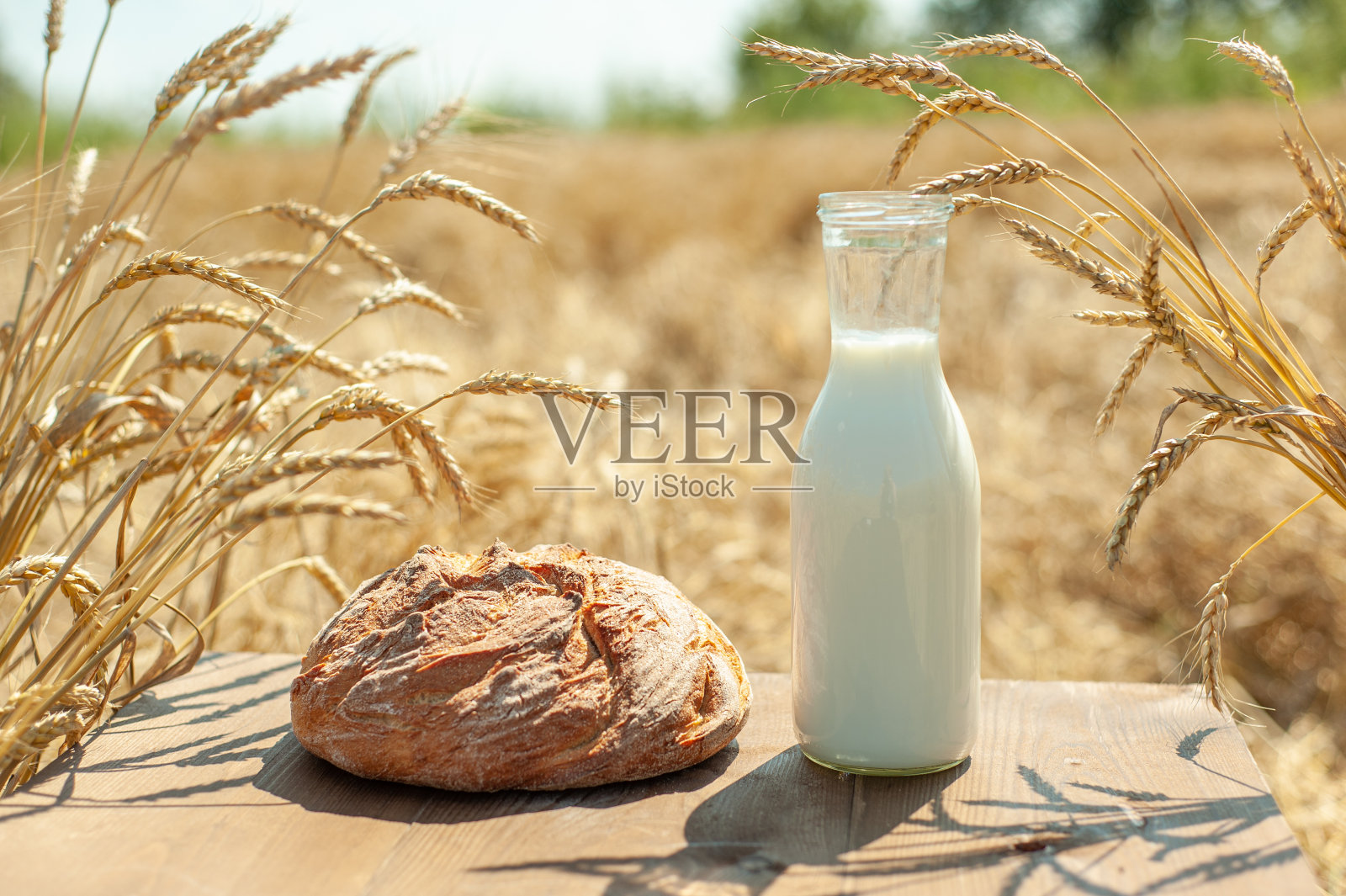在一个阳光明媚的日子里，麦田里，一张棕色的木桌上放着一条新鲜的小麦面包和一瓶牛奶，桌子旁边是成熟的麦穗。收获季节的午餐。照片摄影图片