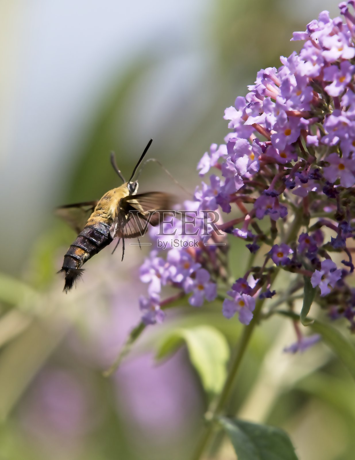 蛾照片摄影图片