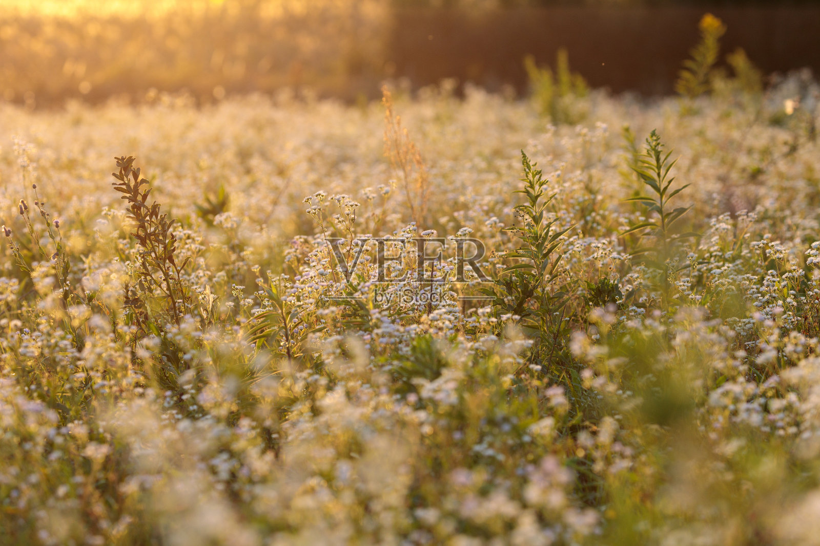 夕阳落在长满白花的草地上照片摄影图片