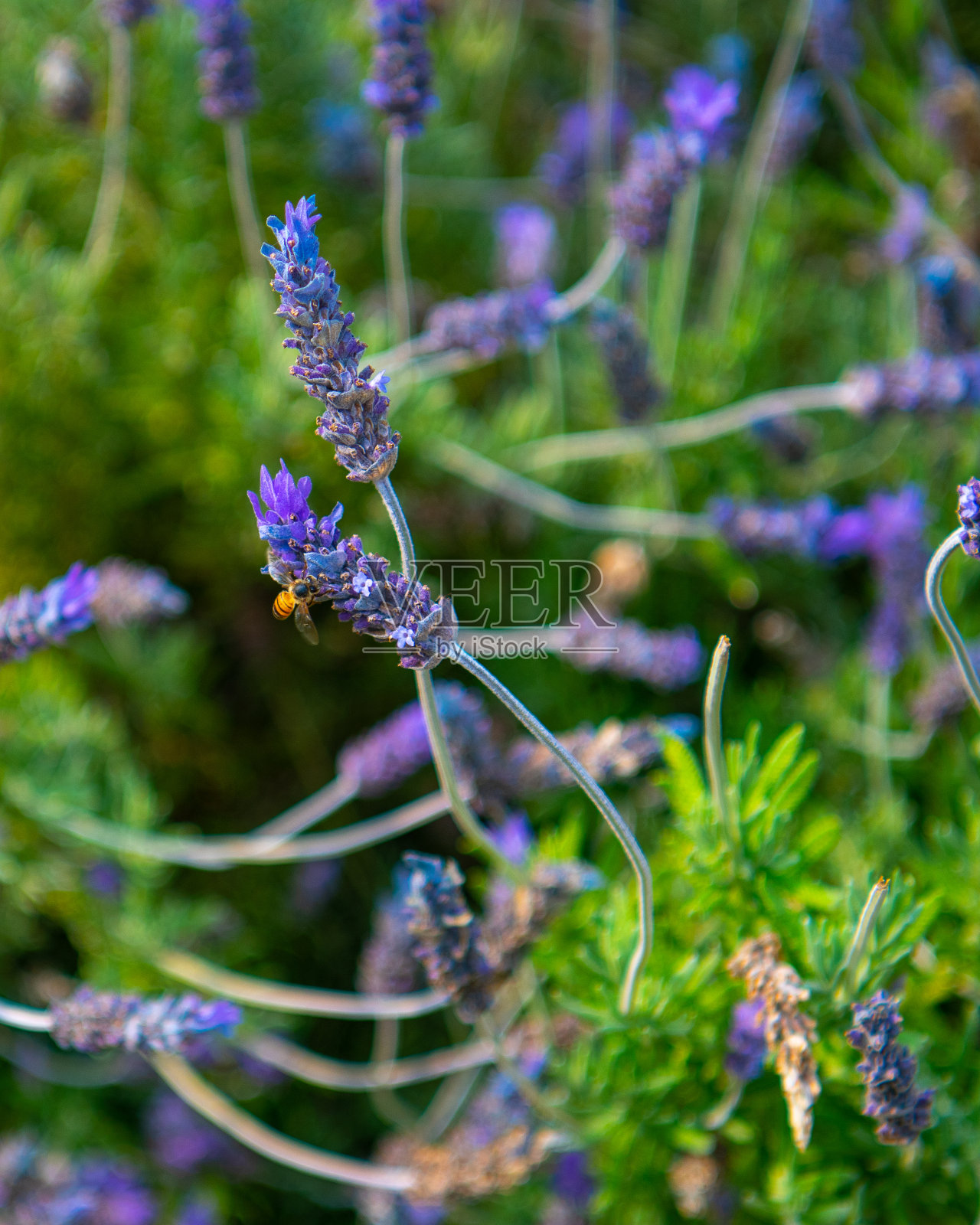 薰衣草照片摄影图片
