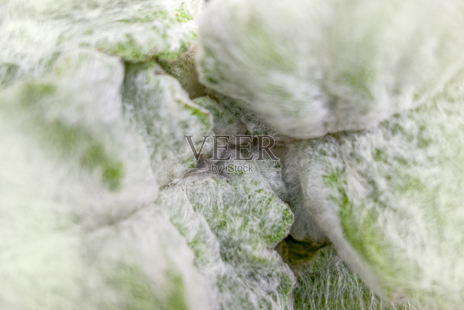 毡状的叶子特写镜头照片摄影图片