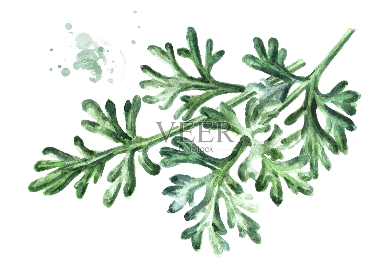 药用植物艾草的小枝。手绘水彩插图孤立的白色背景设计元素图片