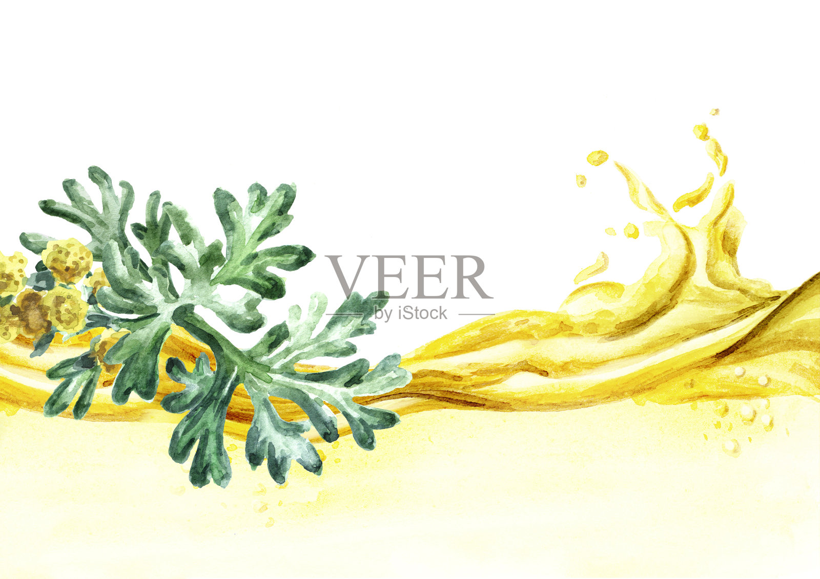药用植物艾叶精油波的枝、叶、花。手绘水彩插图孤立的白色背景插画图片素材