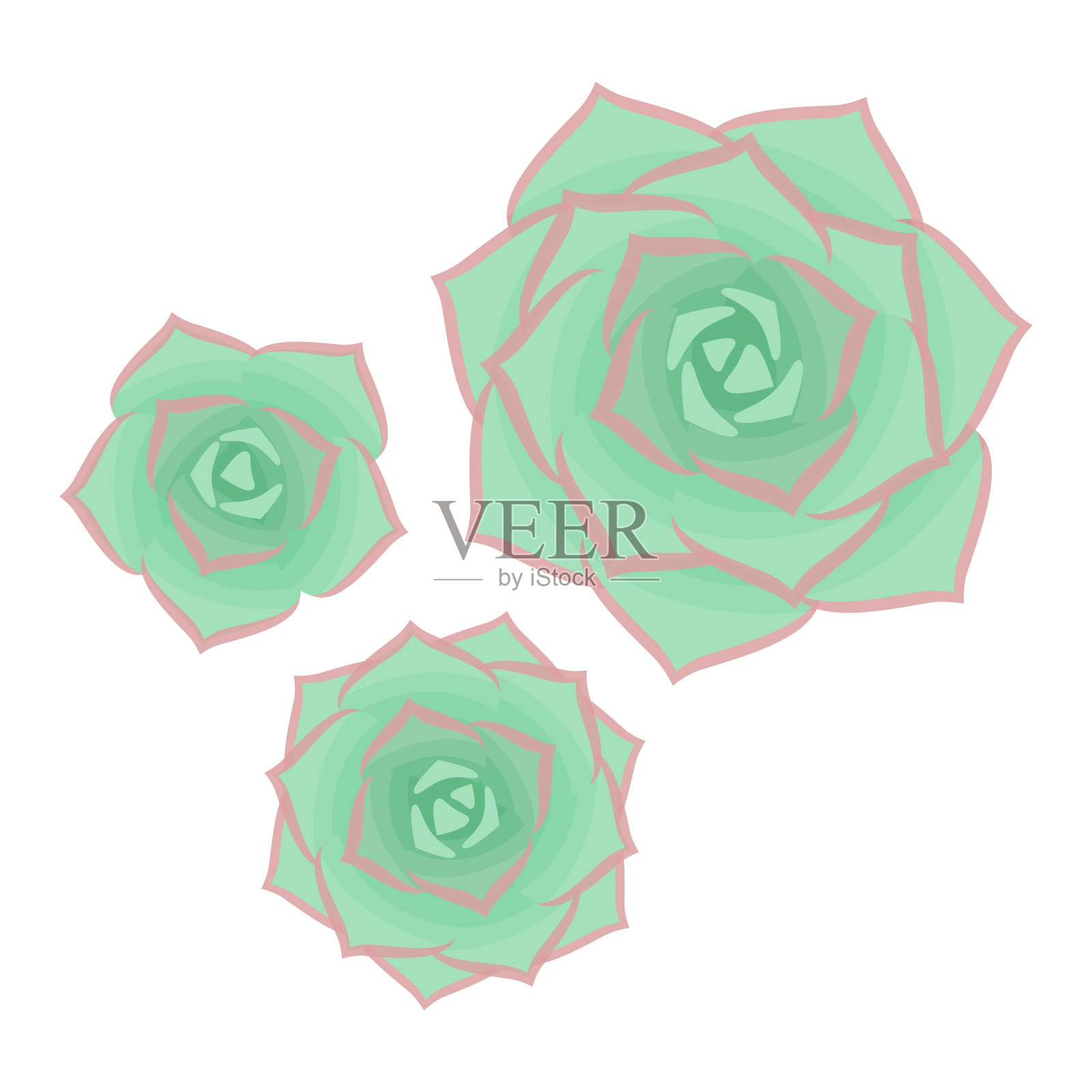 多肉植物孤立在白色背景上。从上往下看。插画图片素材