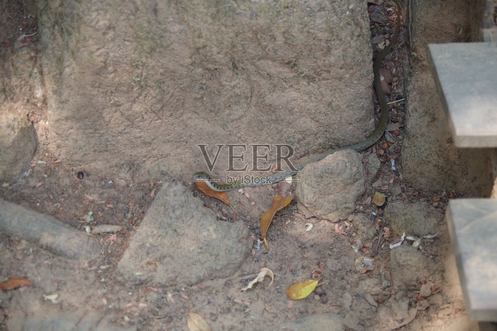 蛇在Koh Ker照片摄影图片