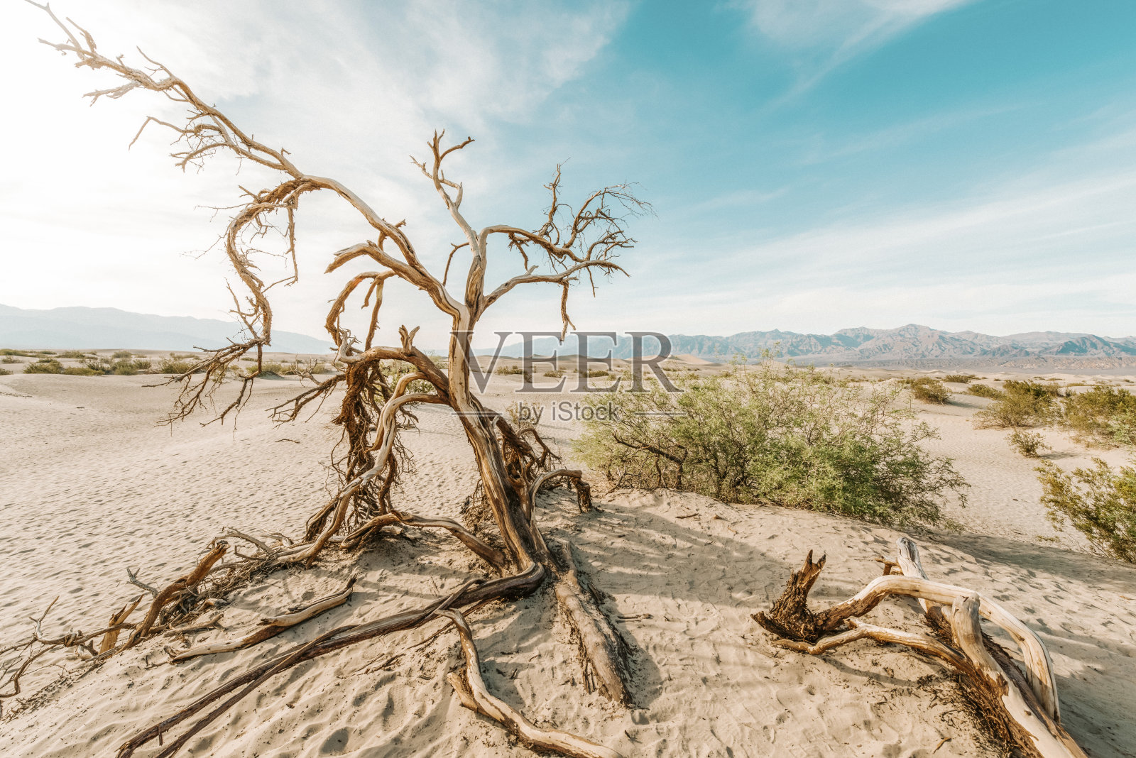死亡谷的枯树照片摄影图片