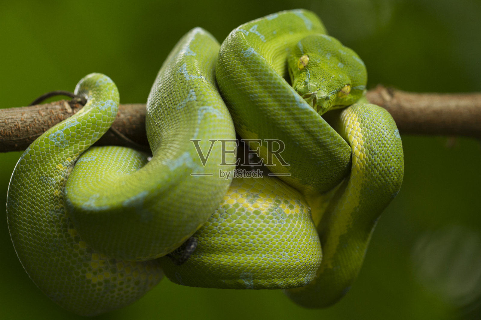 绿树蟒蛇(morrelia viridis)产地照片摄影图片