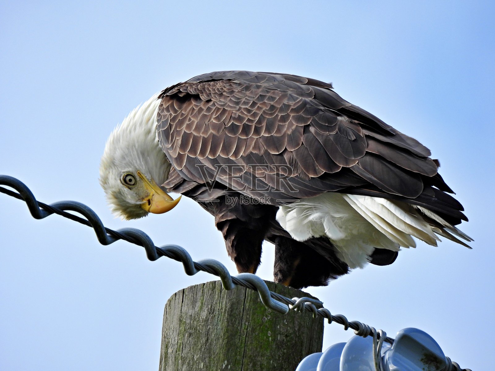 白头秃鹰(Haliaeetus leucocephalus)栖息在电话线杆上向下看照片摄影图片