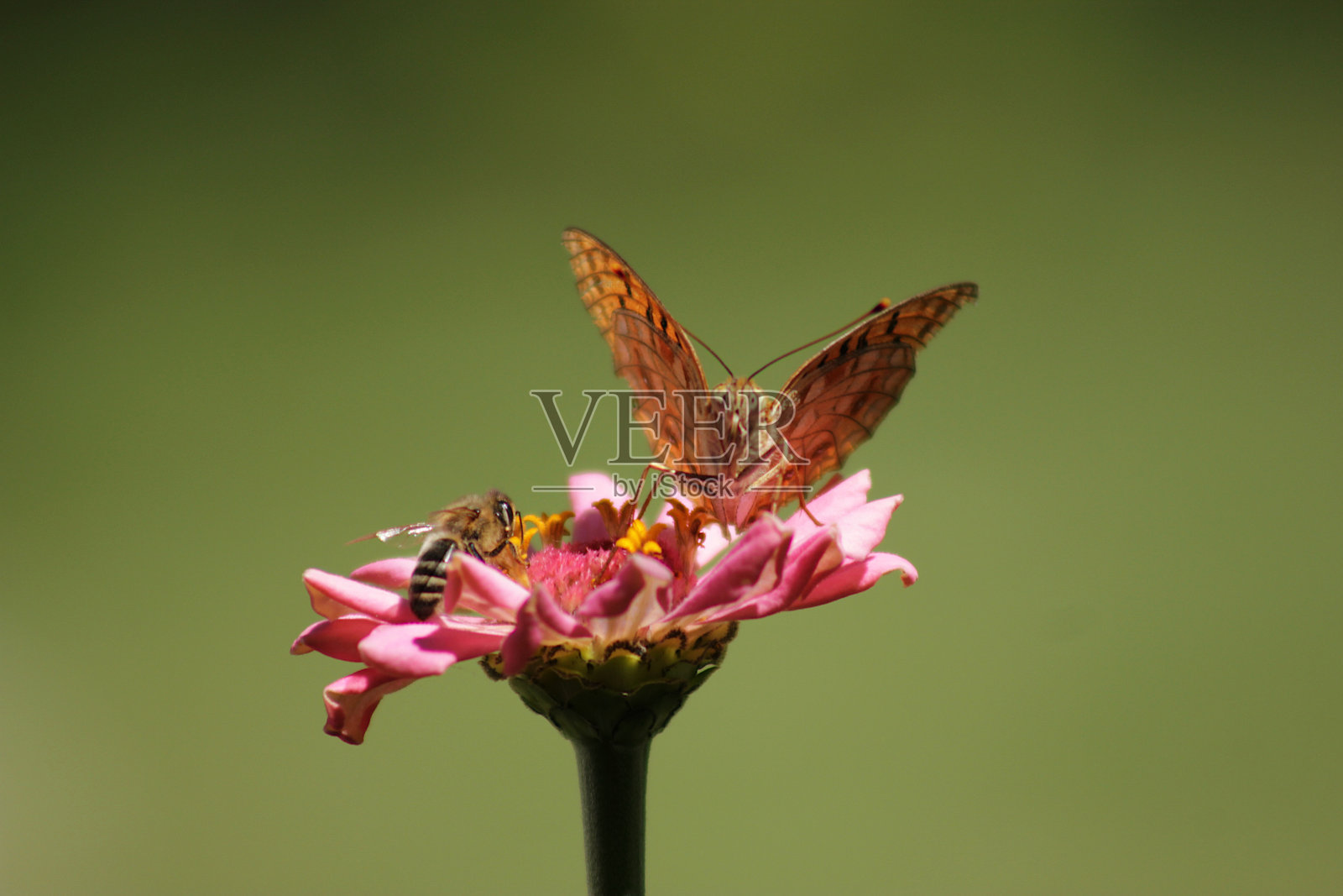 蝴蝶，蜜蜂和一朵花照片摄影图片