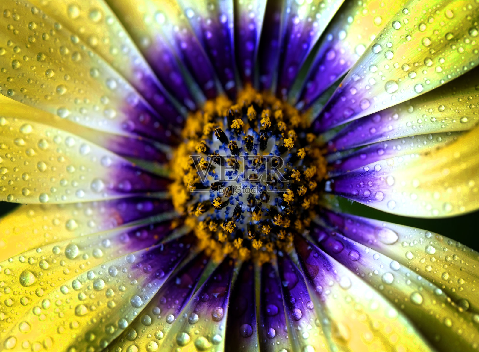 细节黄色花与紫色中心在中间特写宏观艺术照片摄影图片