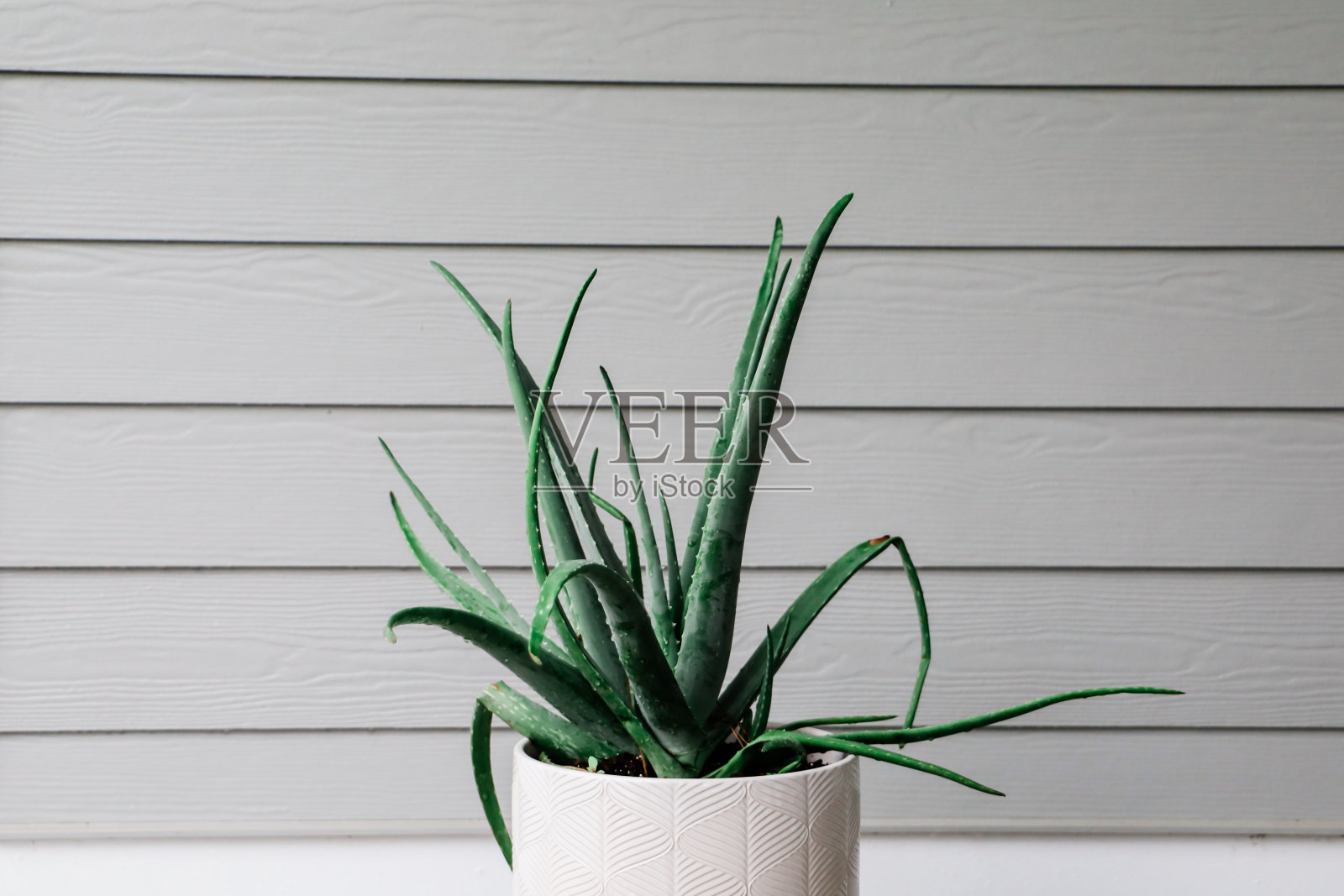 在室外的一个大的白色花盆里种一株健康的芦荟照片摄影图片