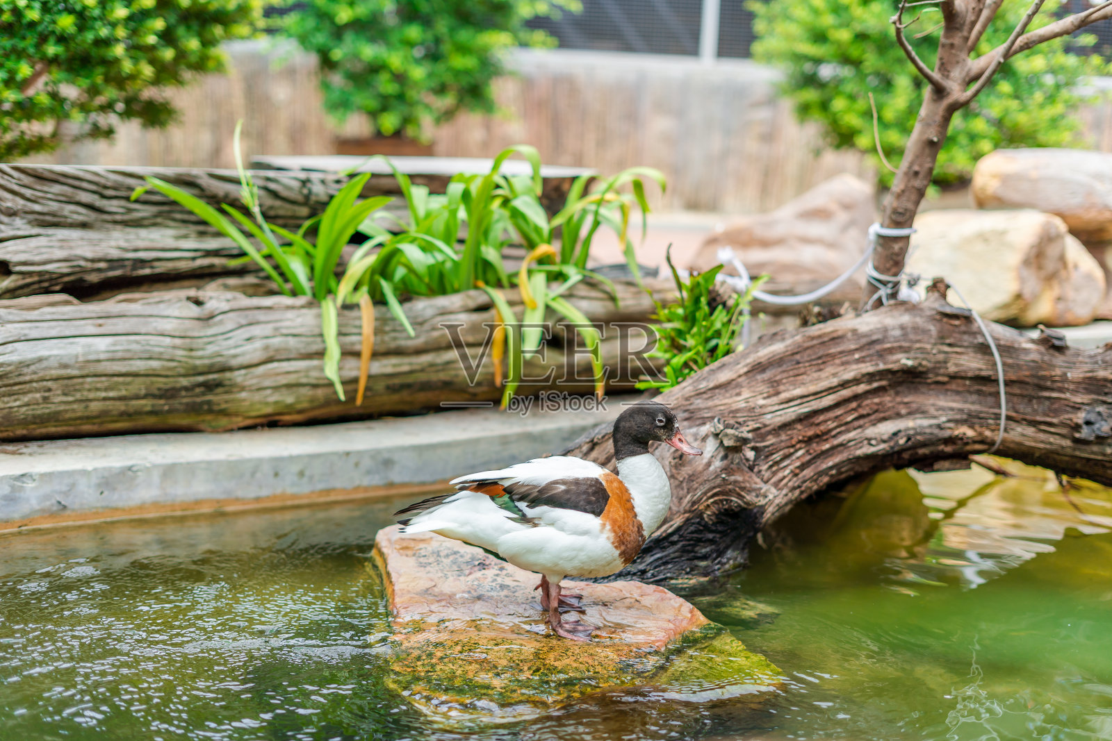 白鸭科或蓝鲸站在动物园的小溪边照片摄影图片