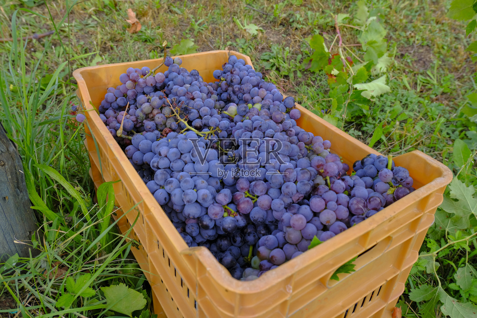 红色的葡萄在一个塑料盒子里近距离地穿过绿色的草地。收成。秋天,秋天的概念。葡萄酒生产。梅洛葡萄照片摄影图片