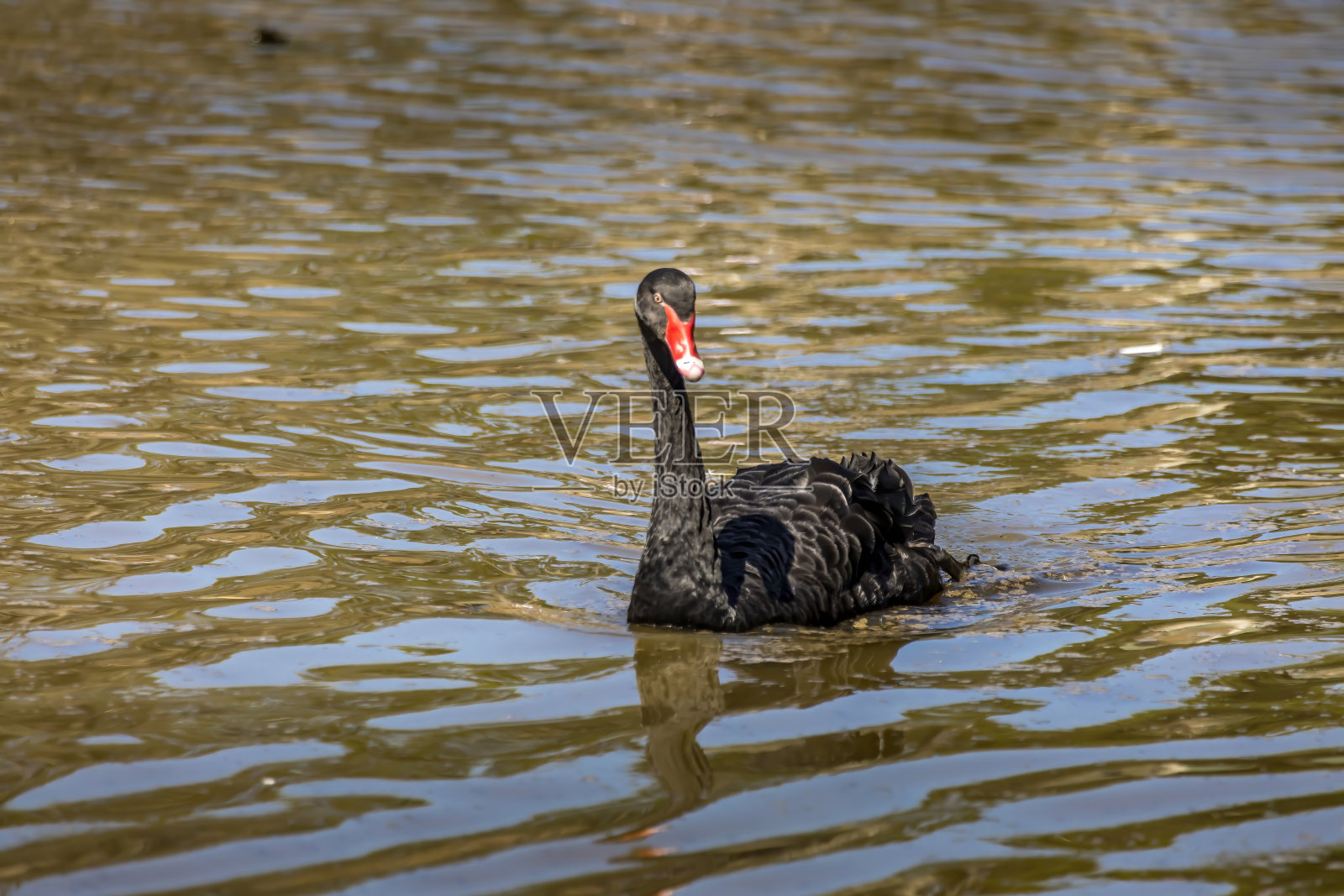 在一个炎热和阳光明媚的日子，黑天鹅在澳大利亚的荒野的一个小湖。照片摄影图片