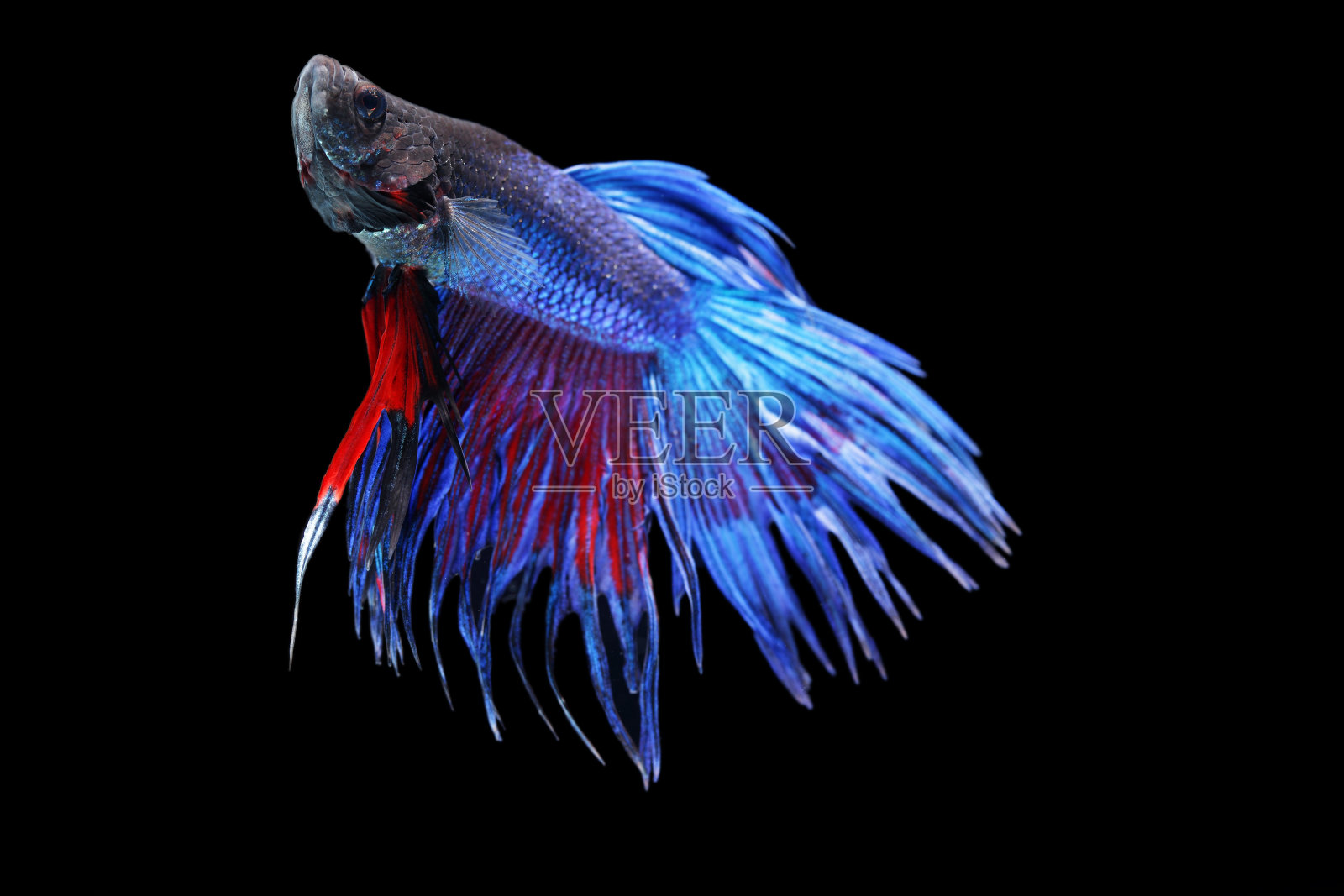 美丽的暹罗斗鱼照片摄影图片