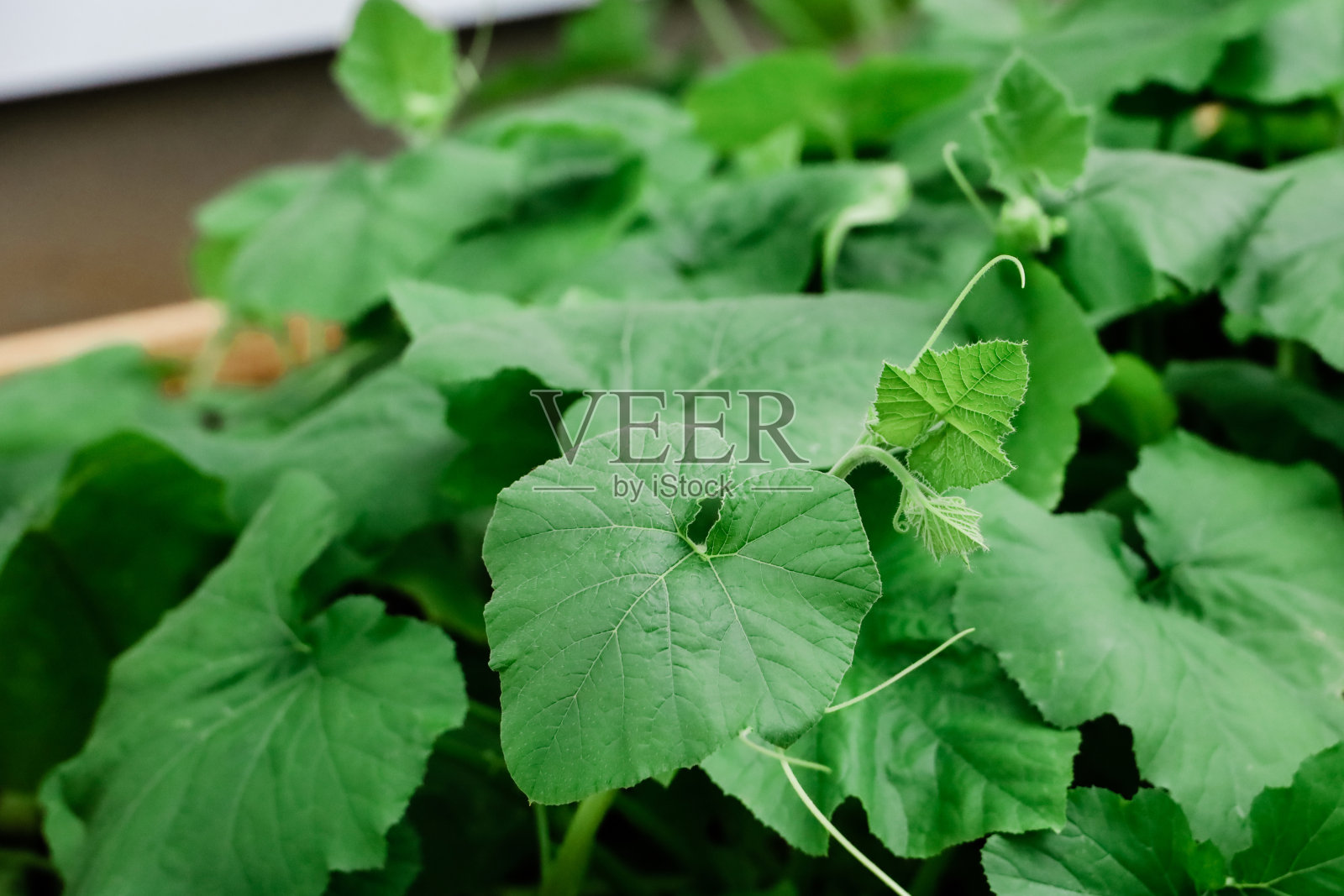 有机家居花园中南瓜藤上的绿叶照片摄影图片