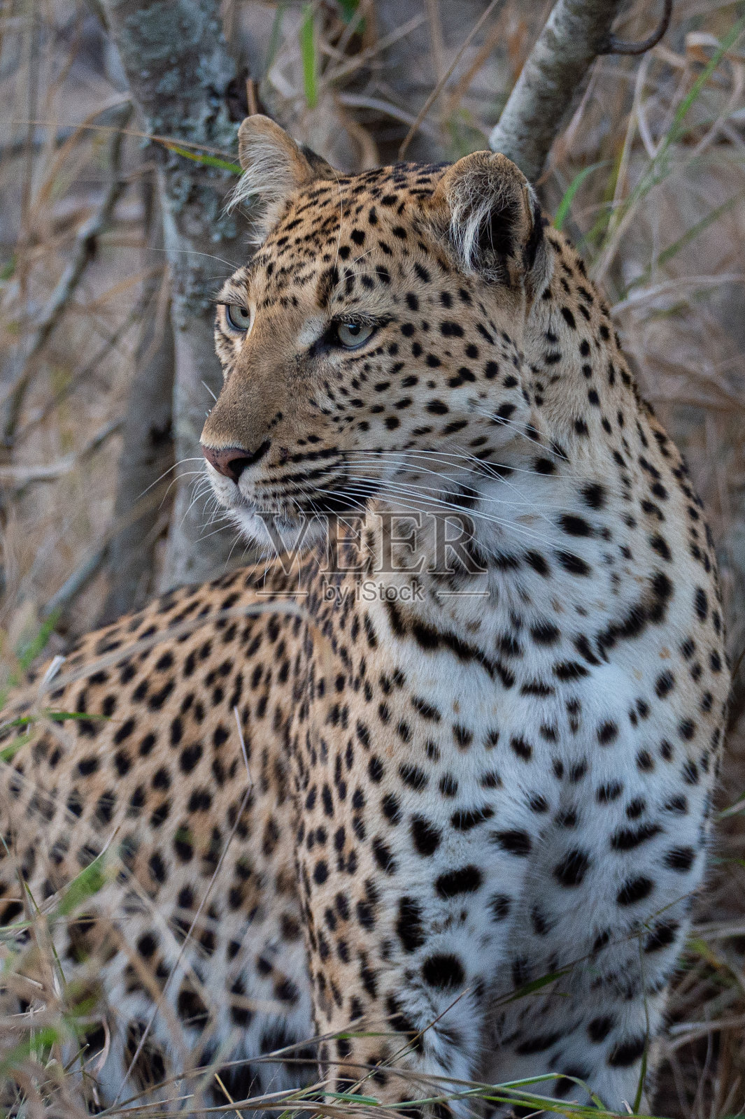 雌豹照片摄影图片