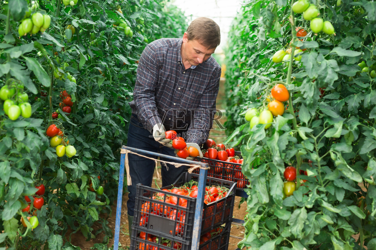 男农民在温室里收获红番茄照片摄影图片