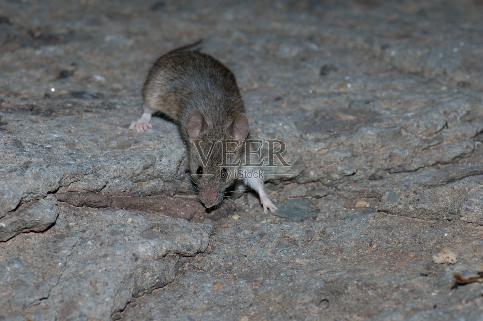在岩石表面的家鼠。照片摄影图片