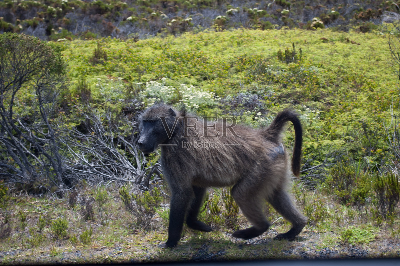 一只孤独的狒狒漫步在开普半岛的荒野中照片摄影图片