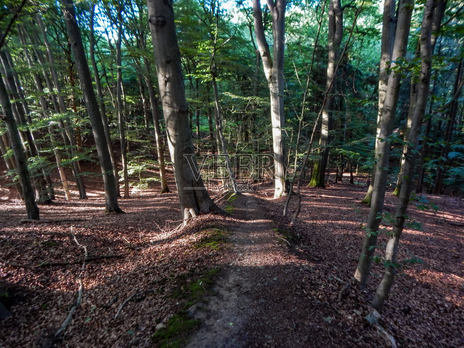 穿过Geesthacht附近的Sachsenwald森林照片摄影图片