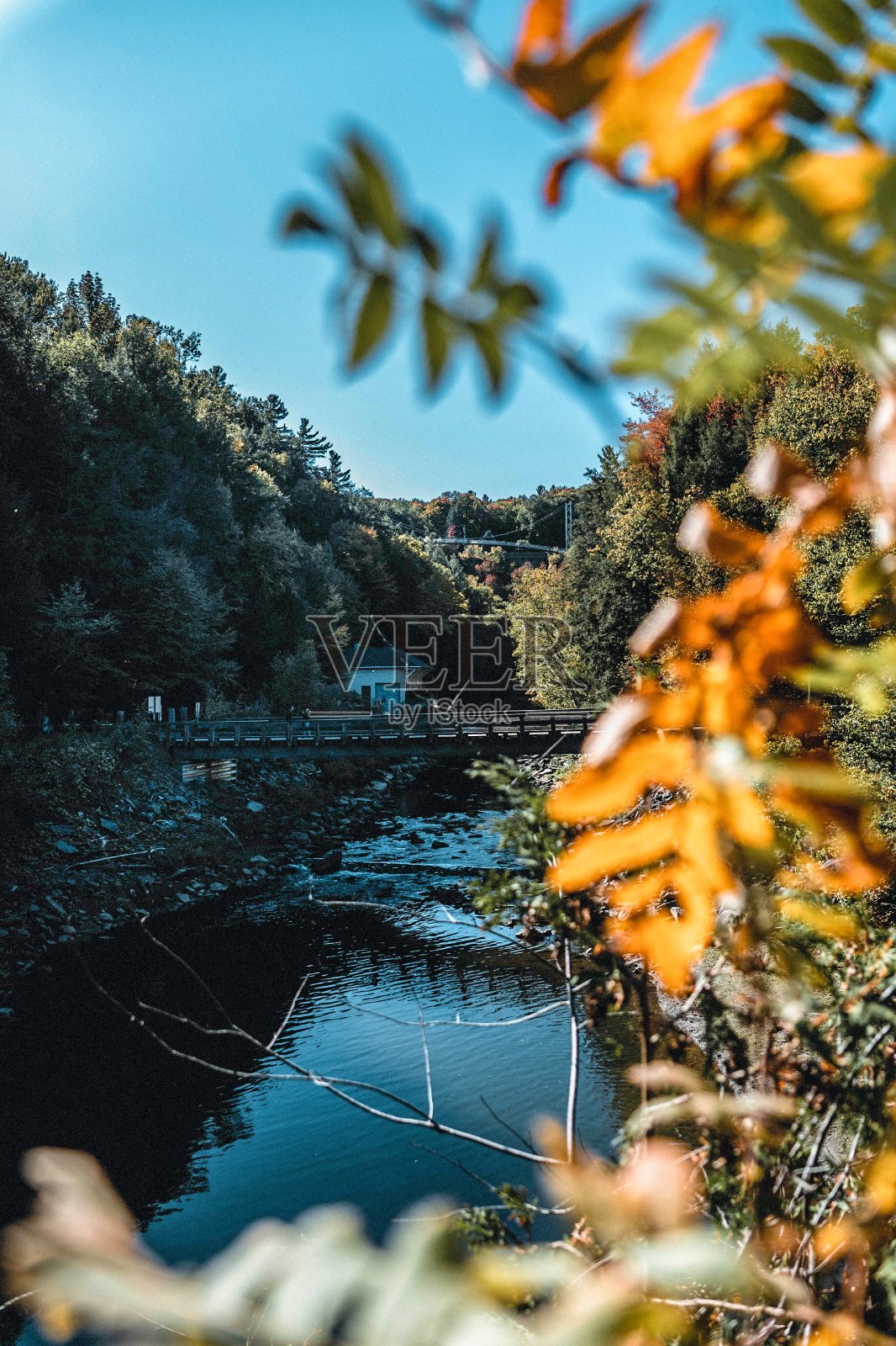 湖边的树顶着天空照片摄影图片