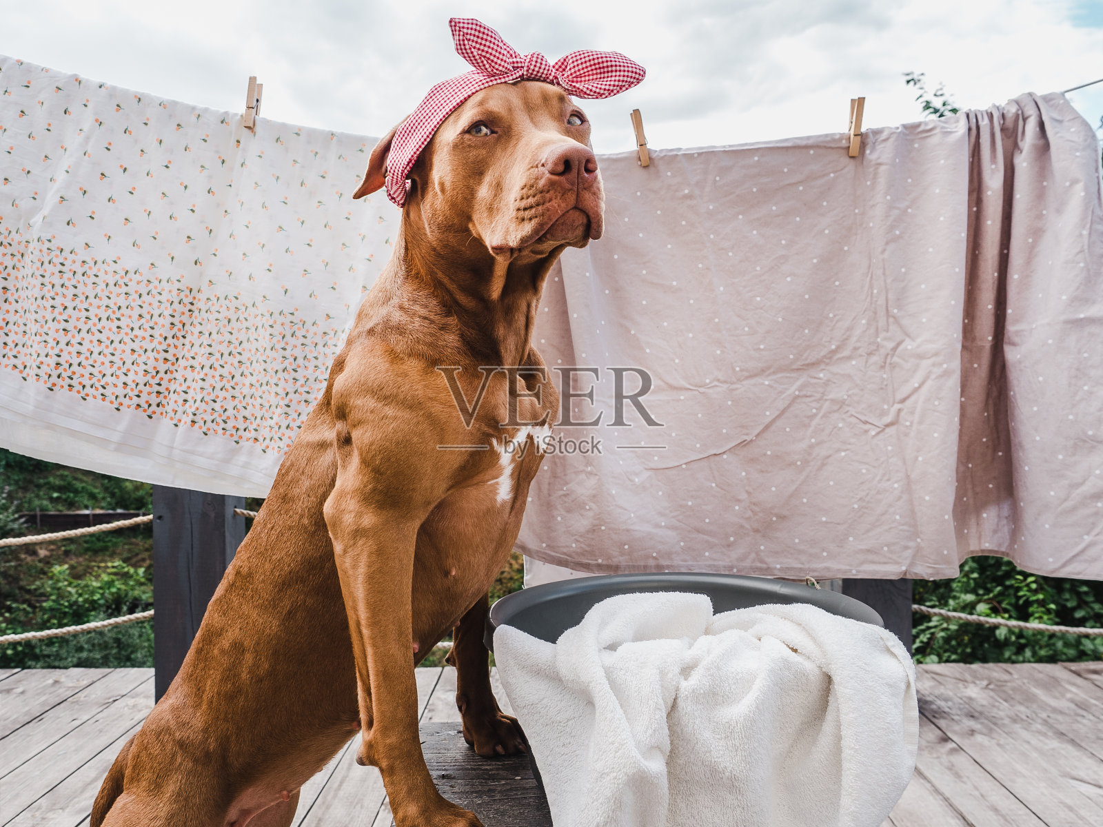 可爱，漂亮的巧克力色的小狗。特写镜头照片摄影图片