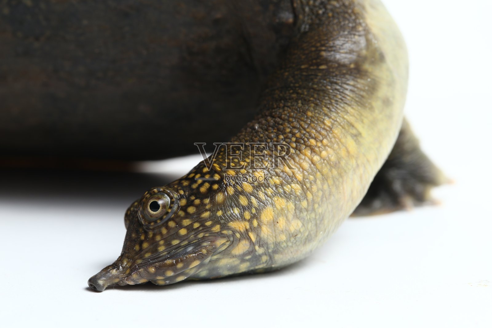 在白色背景上分离出的普通软甲鱼或亚洲软甲鱼照片摄影图片