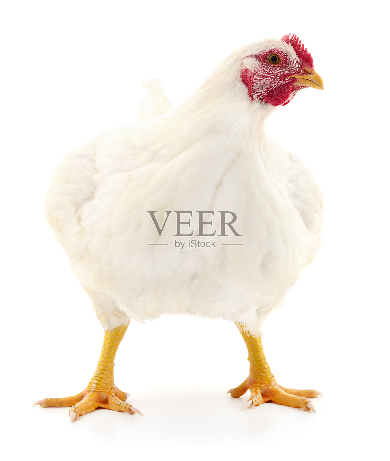 白母鸡孤立。照片摄影图片