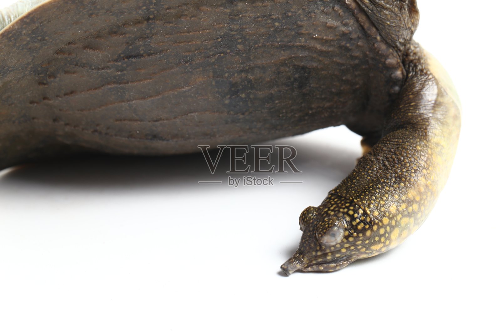 在白色背景上分离出的普通软甲鱼或亚洲软甲鱼照片摄影图片