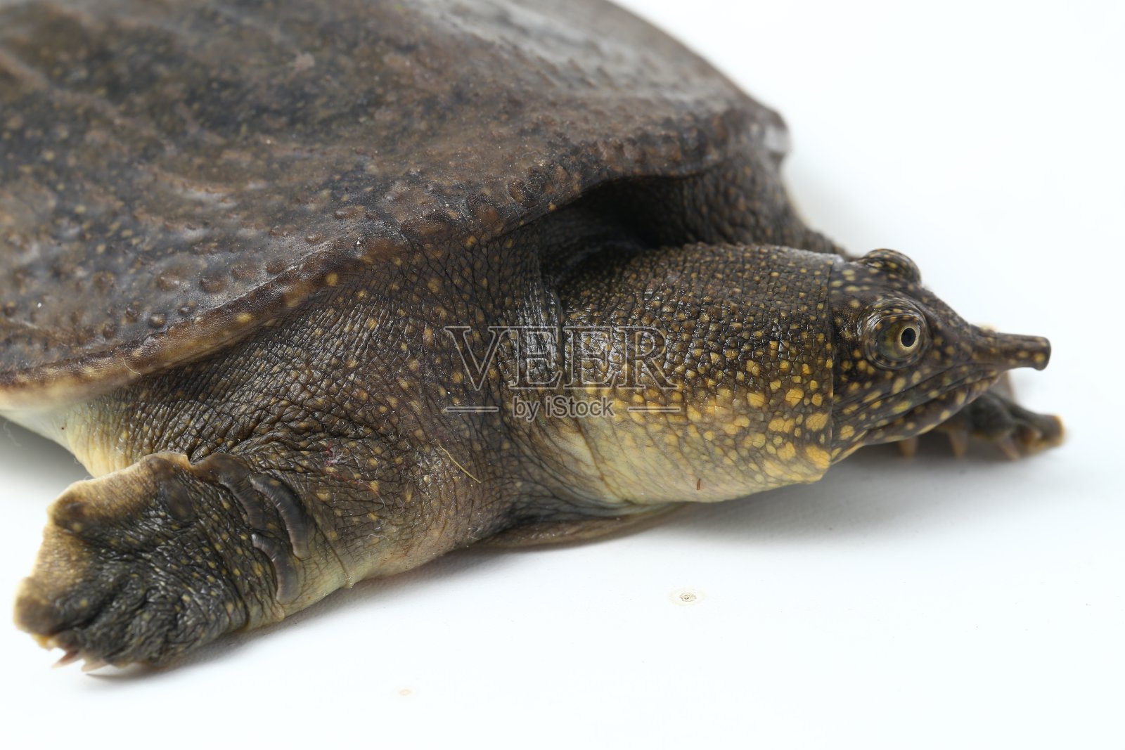 在白色背景上分离出的普通软甲鱼或亚洲软甲鱼照片摄影图片
