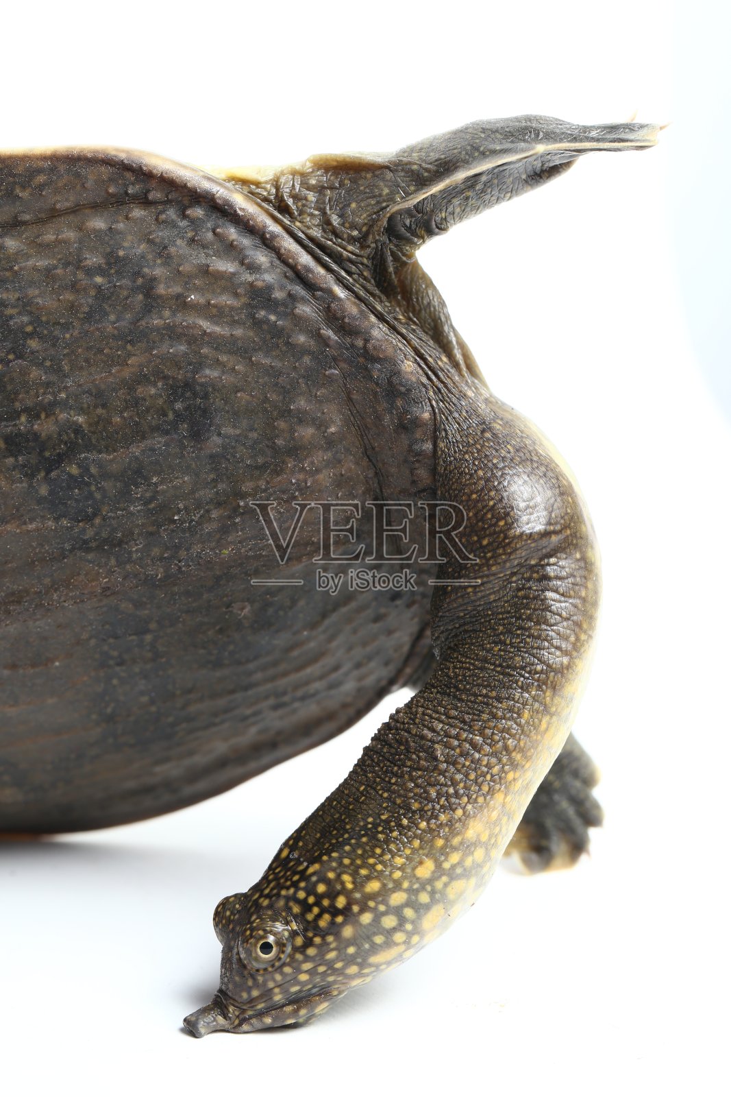 在白色背景上分离出的普通软甲鱼或亚洲软甲鱼照片摄影图片
