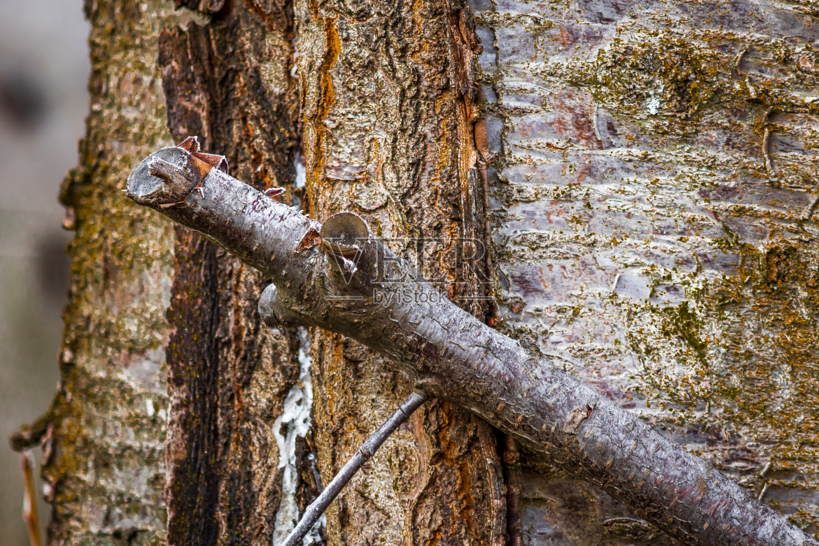 树干和树枝照片摄影图片