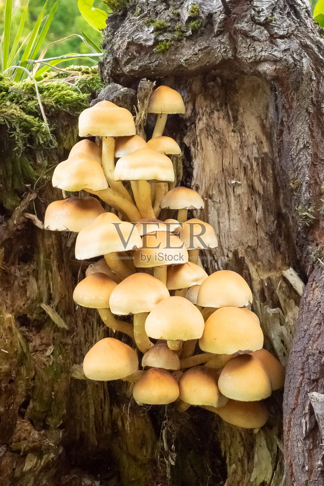 森林里老树干上的一组蘑菇照片摄影图片