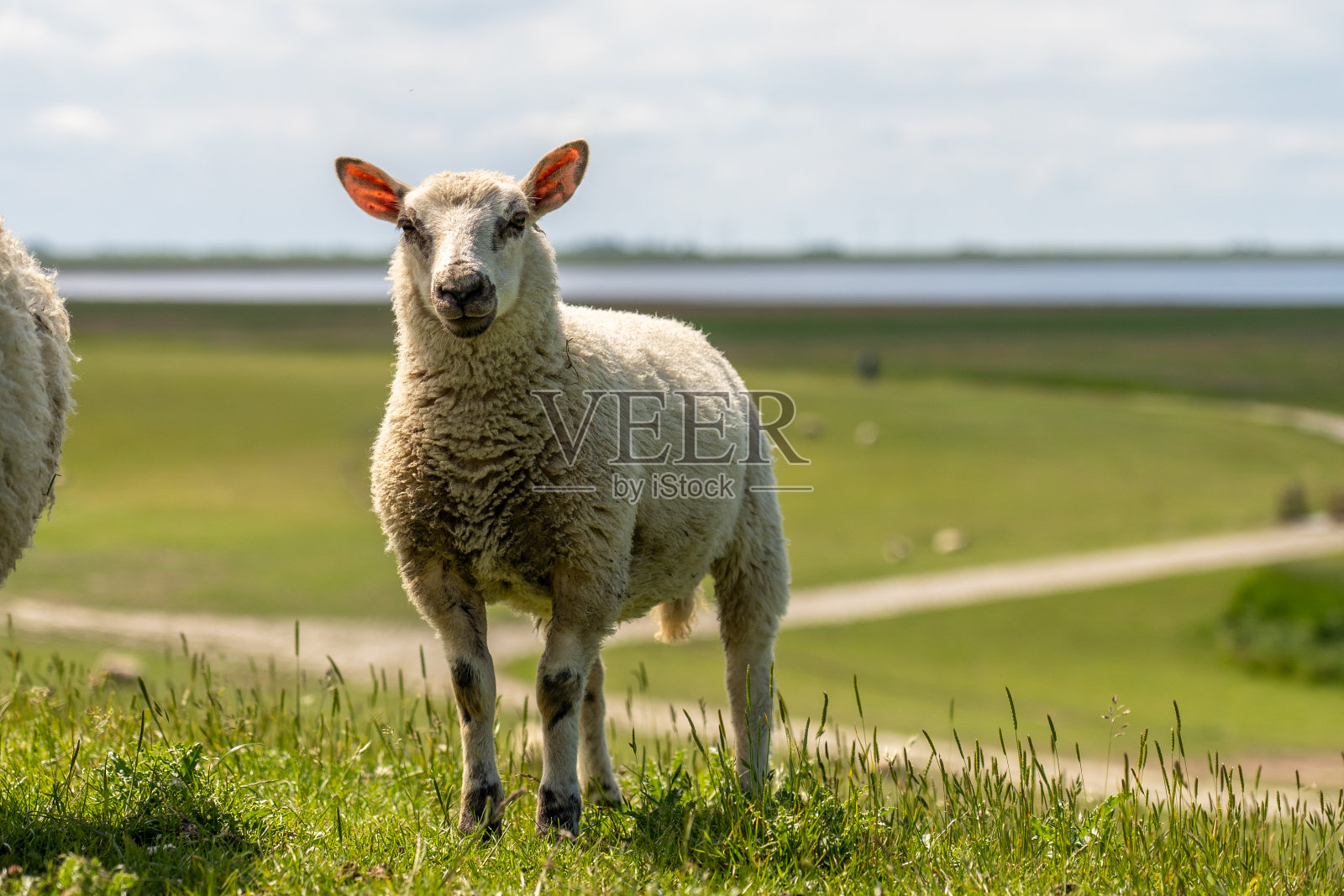 在德国北海的堤坝上休息和吃草的羊照片摄影图片